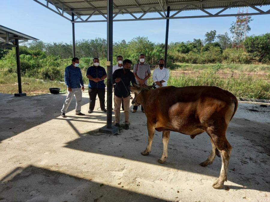 Abdesi Rohul Serahkan 1 Ekor Sapi Kurban ke Polres Rohul