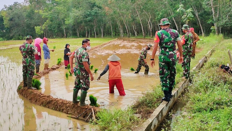 Dukung Ketahanan Pangan, TNI di Rokan Hulu Riau Bantu Penanaman Padi Sawah