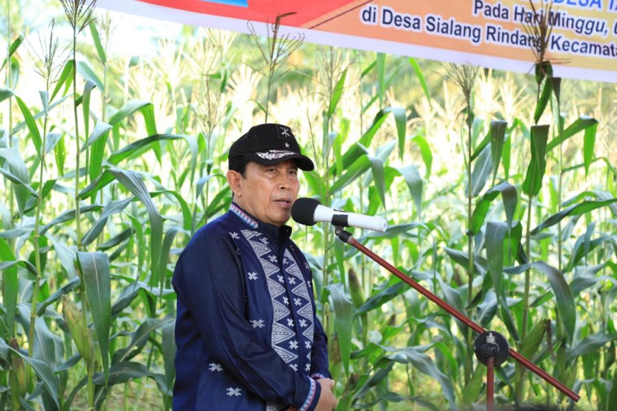 Sukiman Apresiasi Pemdes Sialang Rindang Manfaatkan Lahan Kosong Untuk Pertanian