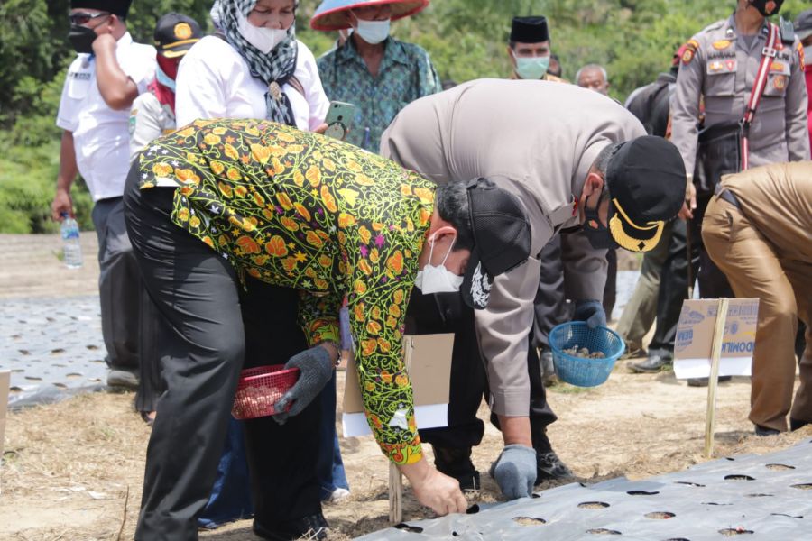 Turut Menanam Bawang Perdana, Bupati Sukiman: Semoga Bisa Menunjang Perekonomian Masyarakat