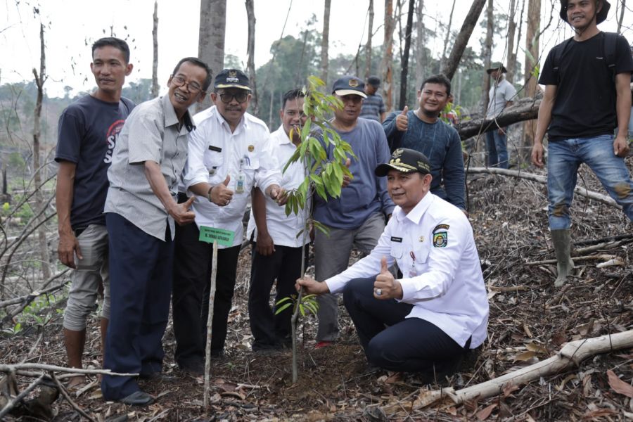 Wabup Rohul Tinjau dan Langsung Penanaman 